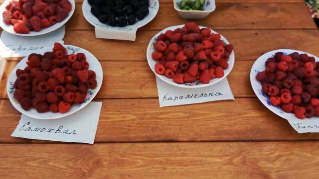 Небольшой обзор ремонтантных сортов малины. г. Омск, 27.08.2022г.