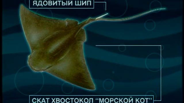 Каких ядовитых рыб (тип Хордовые — Chordata Bateson, 1885) можно встретить в водах Чёрного моря ?