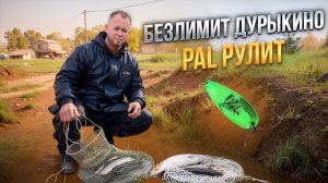 #23 PAL РУЛИТ. ЛОВЛЯ ФОРЕЛИ НА БЛЕСНЫ СО ДНА. БЕЗЛИМИТ ДУРЫКИНО.