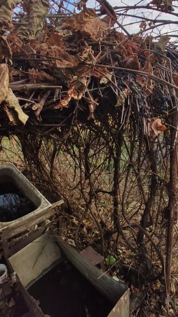 Дособираю последний урожай на участке смотреть онлайн