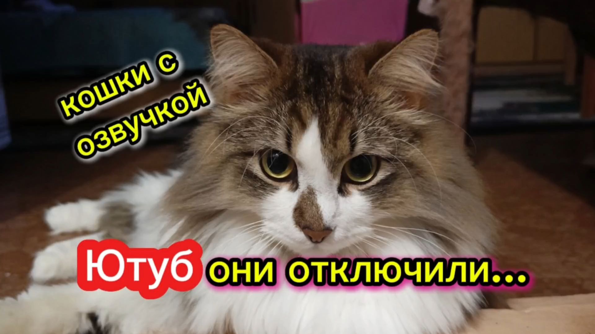 Кошки с озвучкой. смотреть онлайн