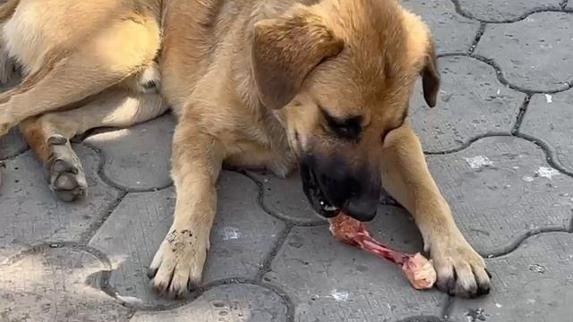 Гуляющие бездомные собачки на железнодорожных станциях смотреть онлайн