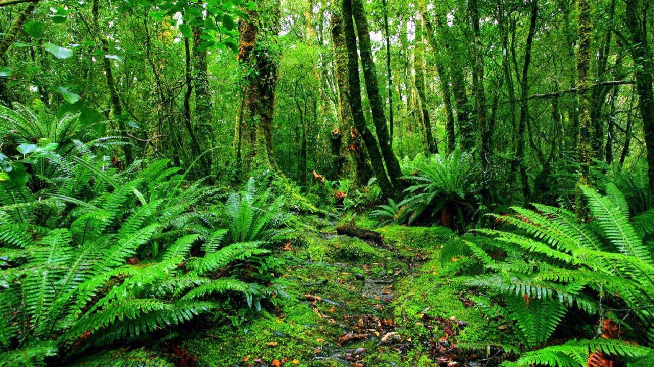 Расслабляющая музыка: звуки природы, пение птиц, медитация и снятие сресса. смотреть онлайн