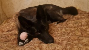 Аякса больше нет. 9.11.25 его не стало!!