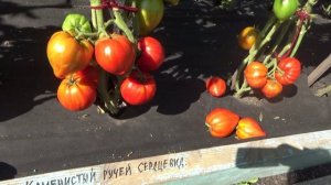 Вот и поспели Томатные Гномы - ТЯЖЕЛОВЕСЫ! Обзор самых крупных Гномов.