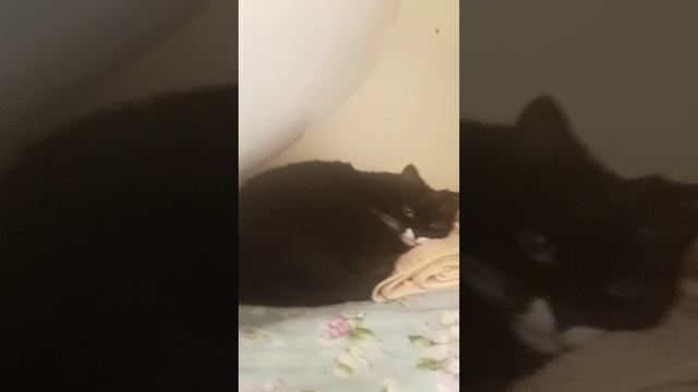Ания❤️🧡💛💚🩵💙💜 смотреть онлайн