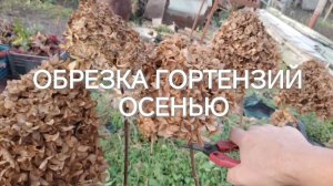 Обрезка гортензий осенью