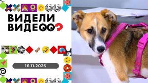 Видели видео? Выпуск от 16.11.2025