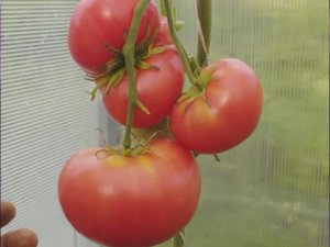 Томат Брендивайн Ковлика