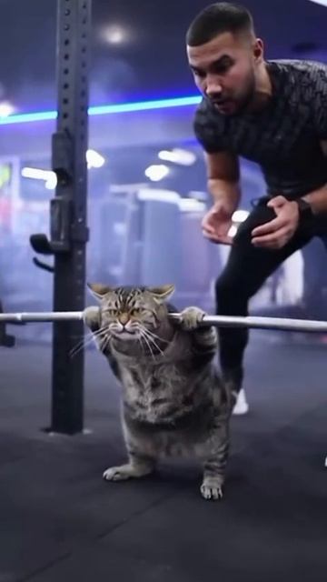 Кот ИИ нейросеть, присяд со штангой прикол ИИ