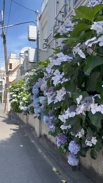 Токио вайб🍃