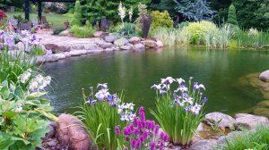 Водоем в саду. Многолетние неприхотливые растения для высадки в водоём.