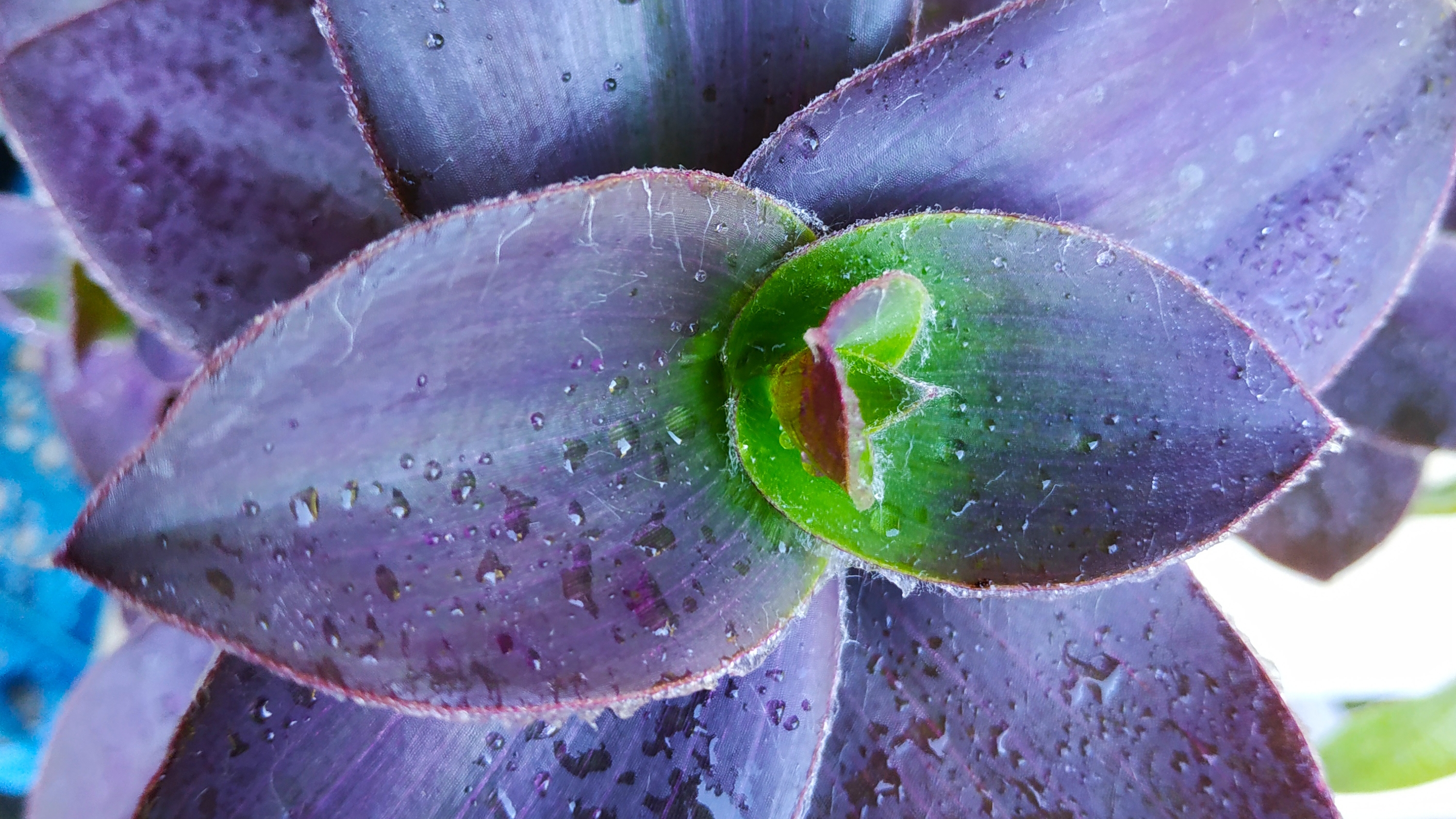 Обновление традесканции Pallida pale puma смотреть онлайн