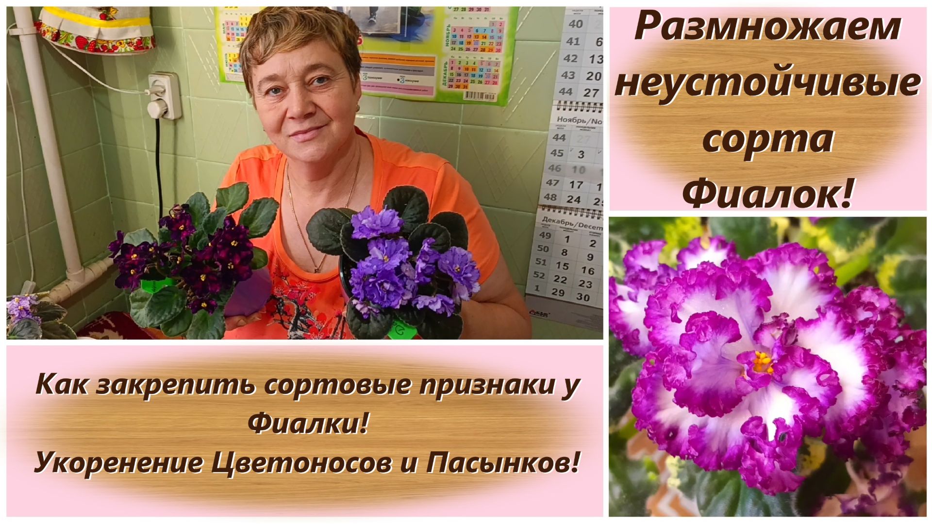 Размножаем неустойчивые сорта Фиалок! Как закрепить сортовые признаки у Фиалки!