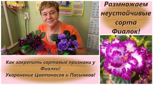 Размножаем неустойчивые сорта Фиалок! Как закрепить сортовые признаки у Фиалки!