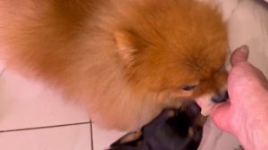 Все с большим удовольствием полакомились.