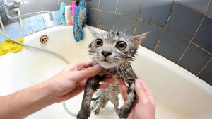 СМЕШНО ДО СЛЕЗ 😹😍 СМЕШНЫЕ КОТЫ, ЛУЧШИЕ ПРИКОЛЫ С КОТАМИ, КОШКИ, СОБАКИ , ЖИВОТНЫЕ