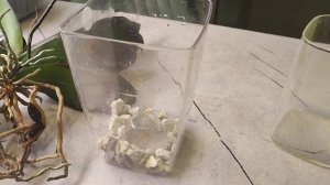 Пересадка Биглипа Павлина из заболоченной посадки с трухой от коксового волокна