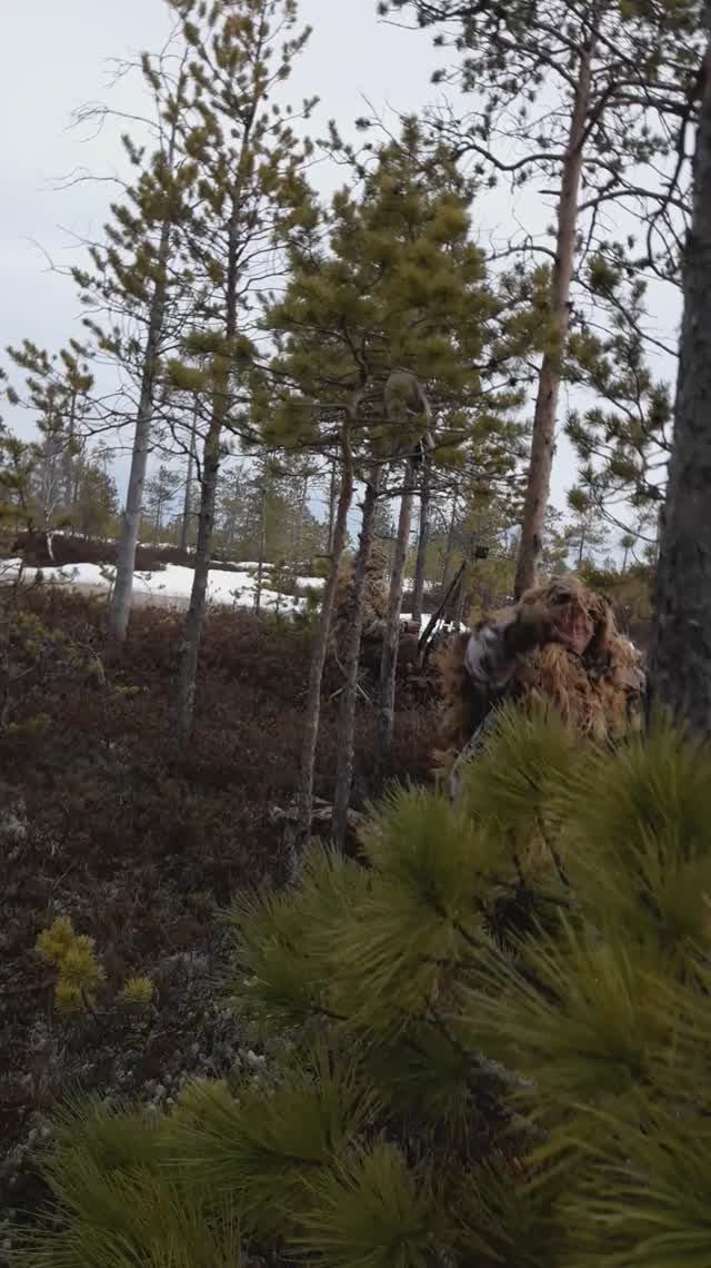 Помашите Пете ручкой. (ХМАО)весна сидим ждём, а гусь далеко идёт.