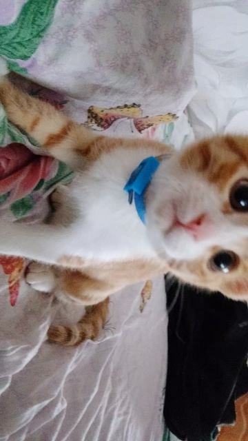 Котик беситься. смотреть онлайн