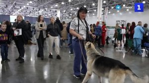Выставка собак всех пород «Евразия 2025» прошла в Красногорске