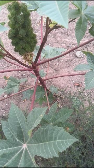 Какое то южное растение смотреть онлайн