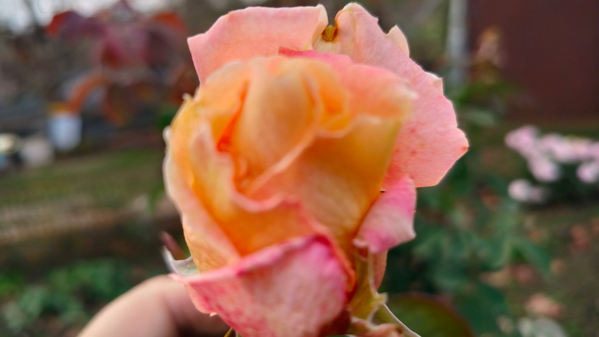 Ещё один замечательный день! Жизнь станичная на пенсии. смотреть онлайн