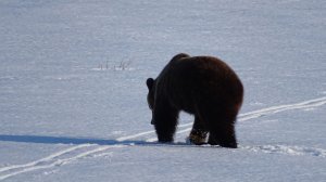 За окном - косолапый гость.