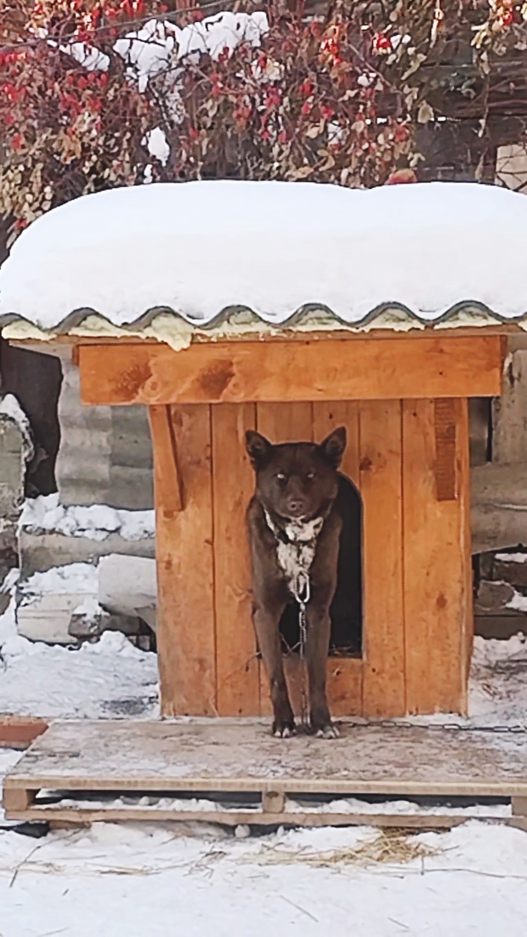 Мишка ждет пятницу! 🤗🦮 Доброго понедельника!😁 #dog #животные #собаки #стэтхэмозвучка #Statham смотреть онлайн