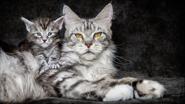 Звук для вызова кошек, звук для привлечения кошек