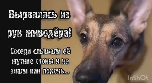 Вырвалась из рук живодера! Соседи слышали её жуткие стоны и не знали как помочь…