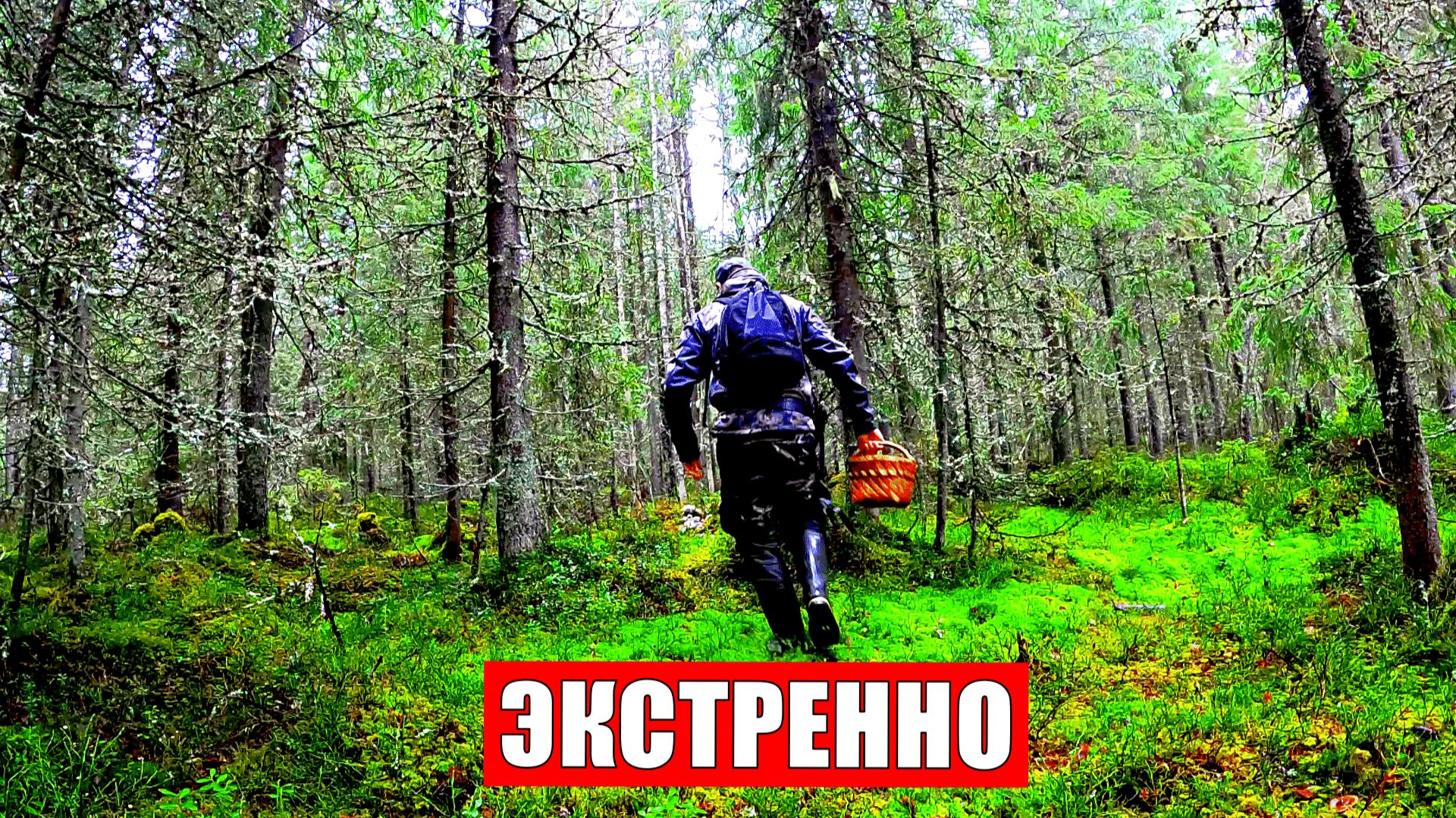 Грибник зашел в ЛЕС в НОЯБРЕ и ОБАЛДЕЛ! Нашел ПОЛЯНЫ грибов ТАКОГО НЕ ОЖИДАЛ! Грибы 2025 смотреть онлайн