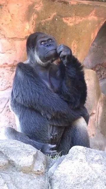 Мужчина думает смотреть онлайн