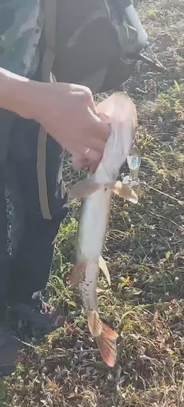 Эмоции сына на пойманную щуку!