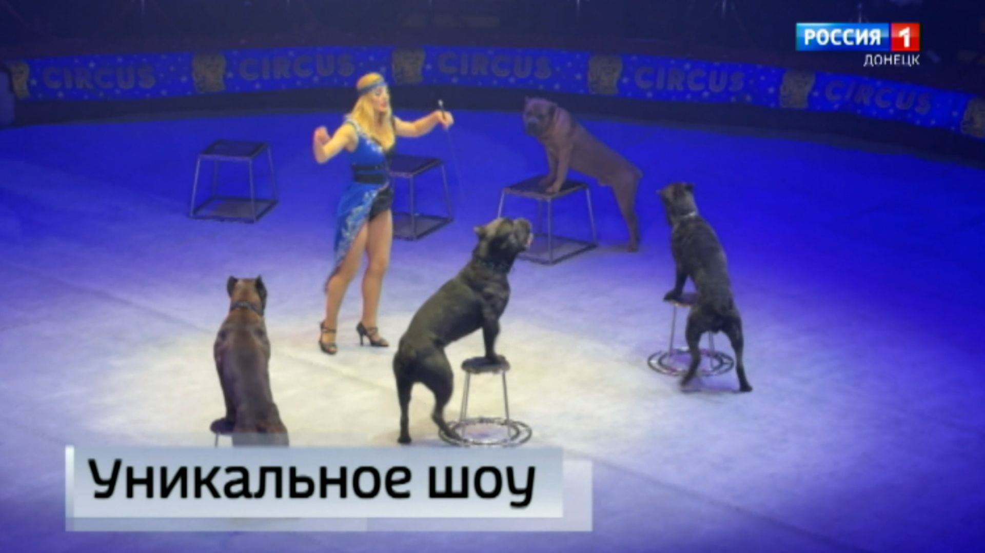 В донецком цирке с успехом проходит новая программа смотреть онлайн