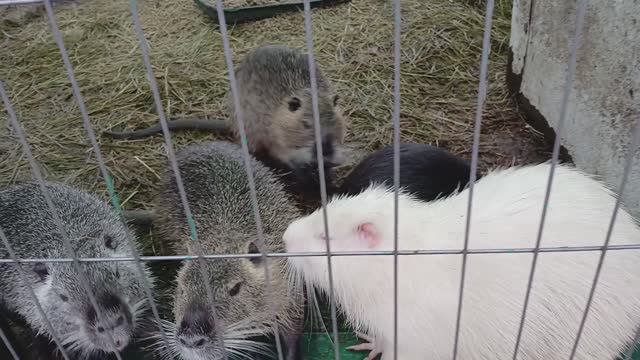 ОЧАРОВАШКИ... смотреть онлайн