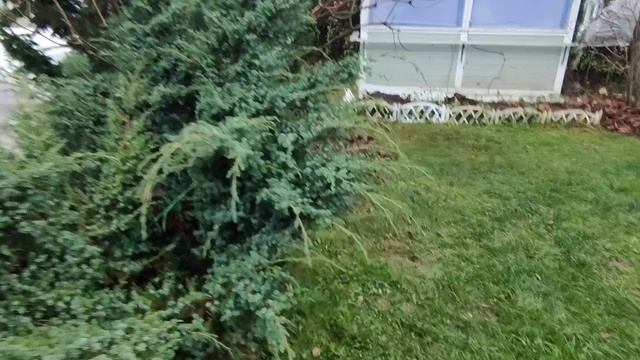 12 ноября. Сад к зимовке готов. Розы укрыты. Ленинградская область.