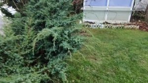 12 ноября. Сад к зимовке готов. Розы укрыты. Ленинградская область.