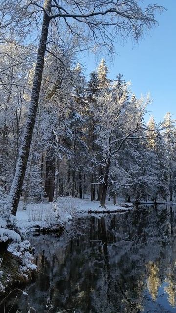 Утро в Шуваловском парке Санкт-Петербурга. смотреть онлайн