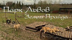 Лучший парк с животными .Парк Львов.Земля Прайда . Клин.