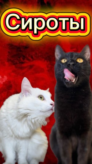 Очень интересный 🙀