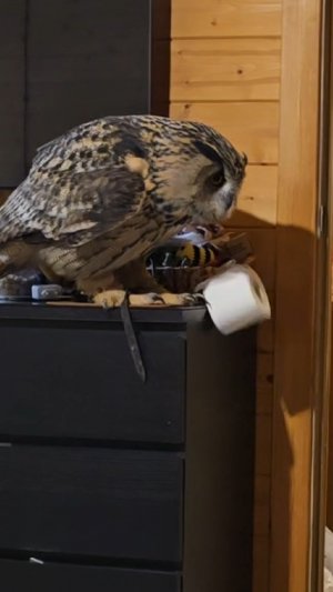 Сова Ёль: вижу цель - не вижу препятствий!