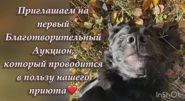 Приглашаем на первый благотворительный аукцион, который проводится в пользу нашего приюта ❤️