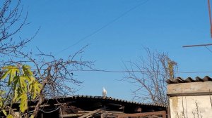 Сельские голуби. Обзор грузинских белых - чернохвостых- бойных.