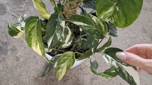 Эпипремнум пиннатум вайт 🪴, мастерим опору вместе👌✔️