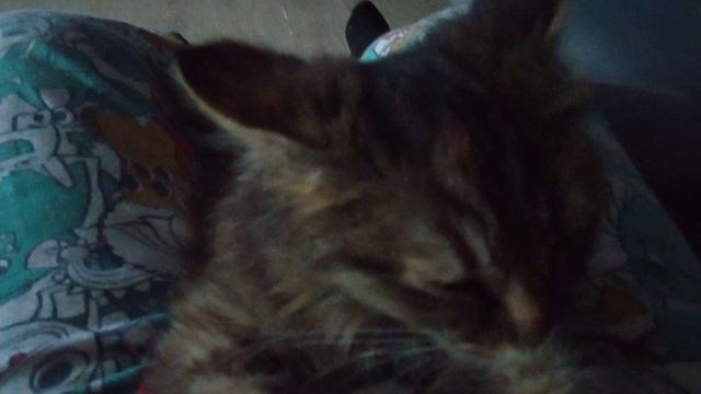 кошка на мне отдыхает смотреть онлайн