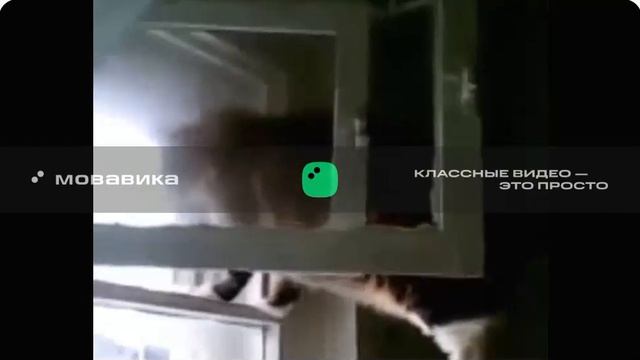 под музыку волки 700 форточку открой кот открывает форточку смотреть онлайн