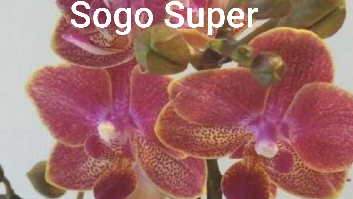 18-11-2025.пересадка орхидеи Sogo Super в seramis. смотреть онлайн