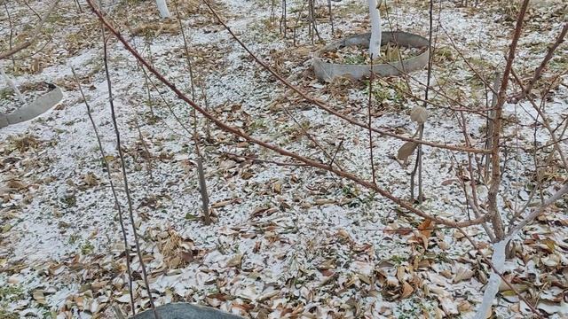 ,, Великий сказочник,, в садоводстве. смотреть онлайн