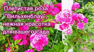 Роза «Вильхенблау»- это проверенная временем классика для вашего сада